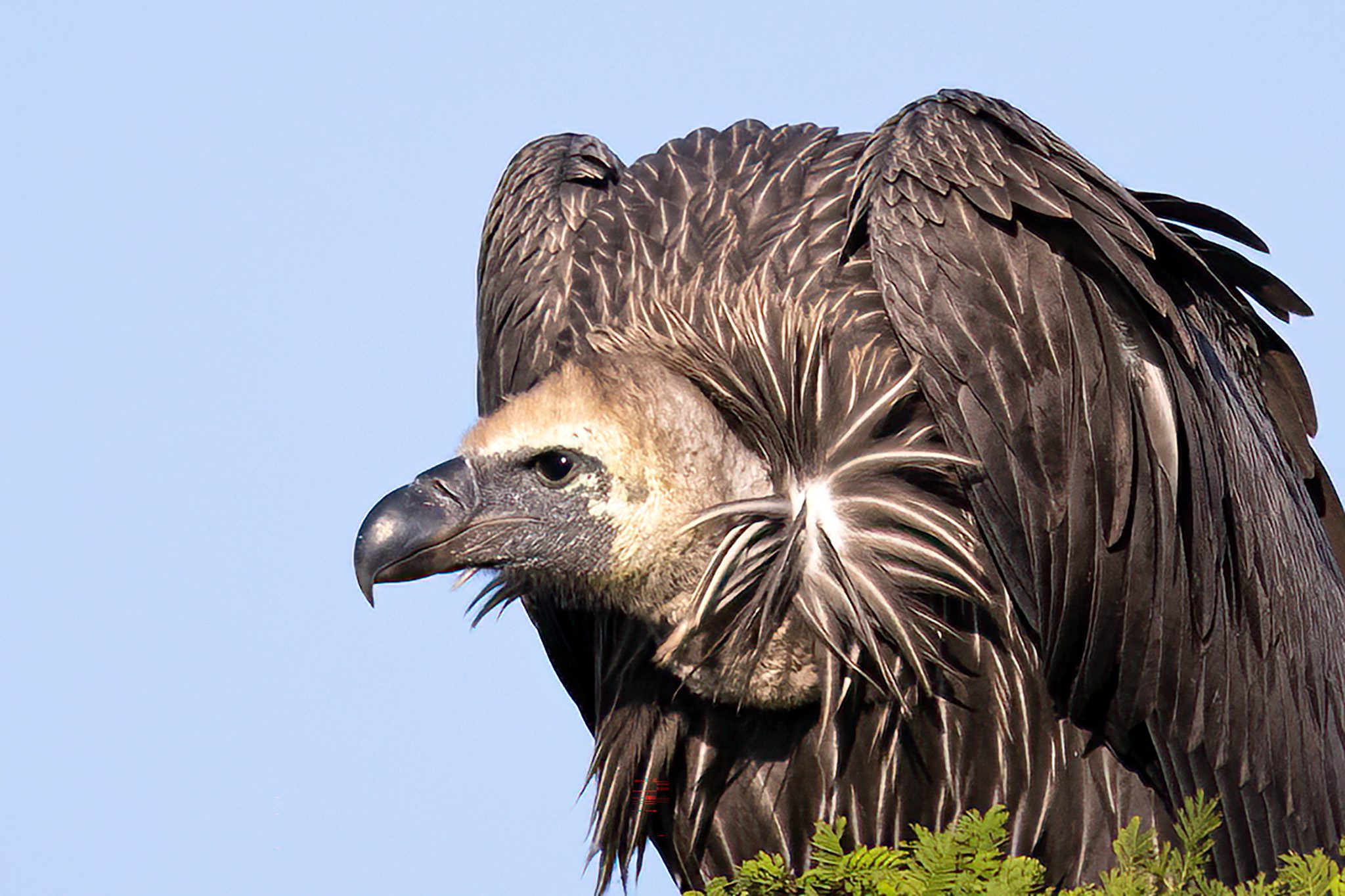 African White Backed Vulture