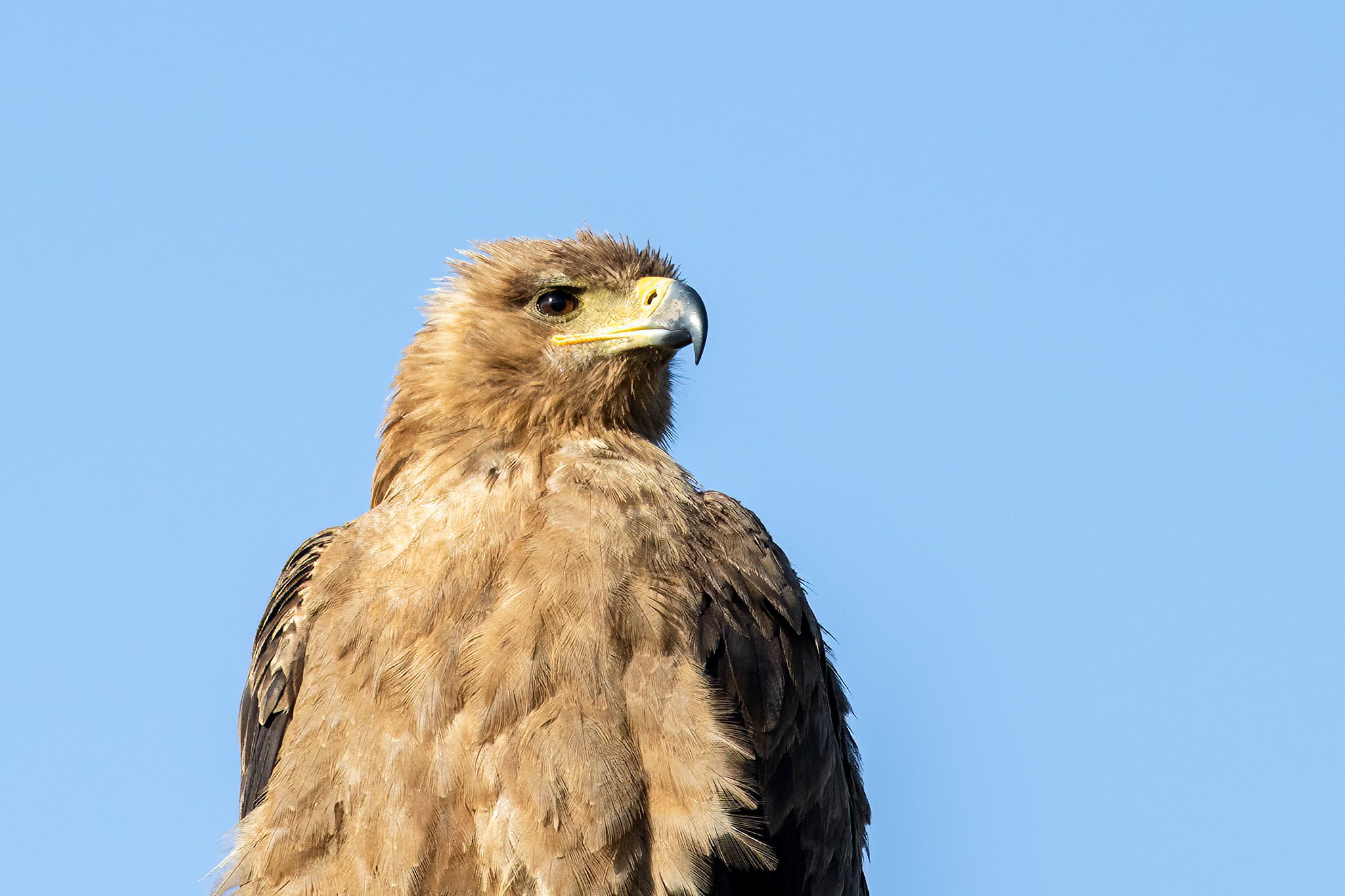 Tawny Eagle