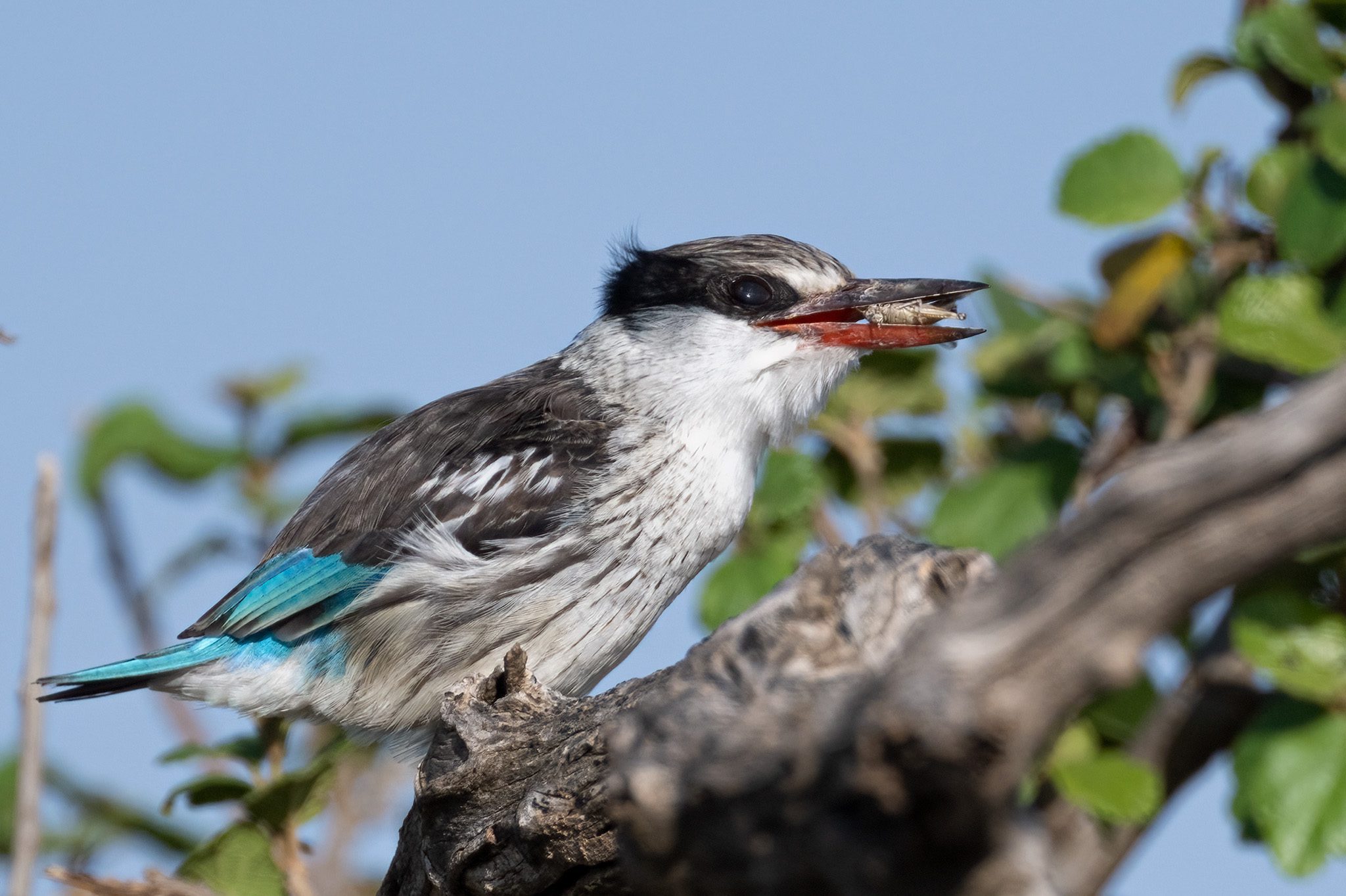 Striped Kingfisher