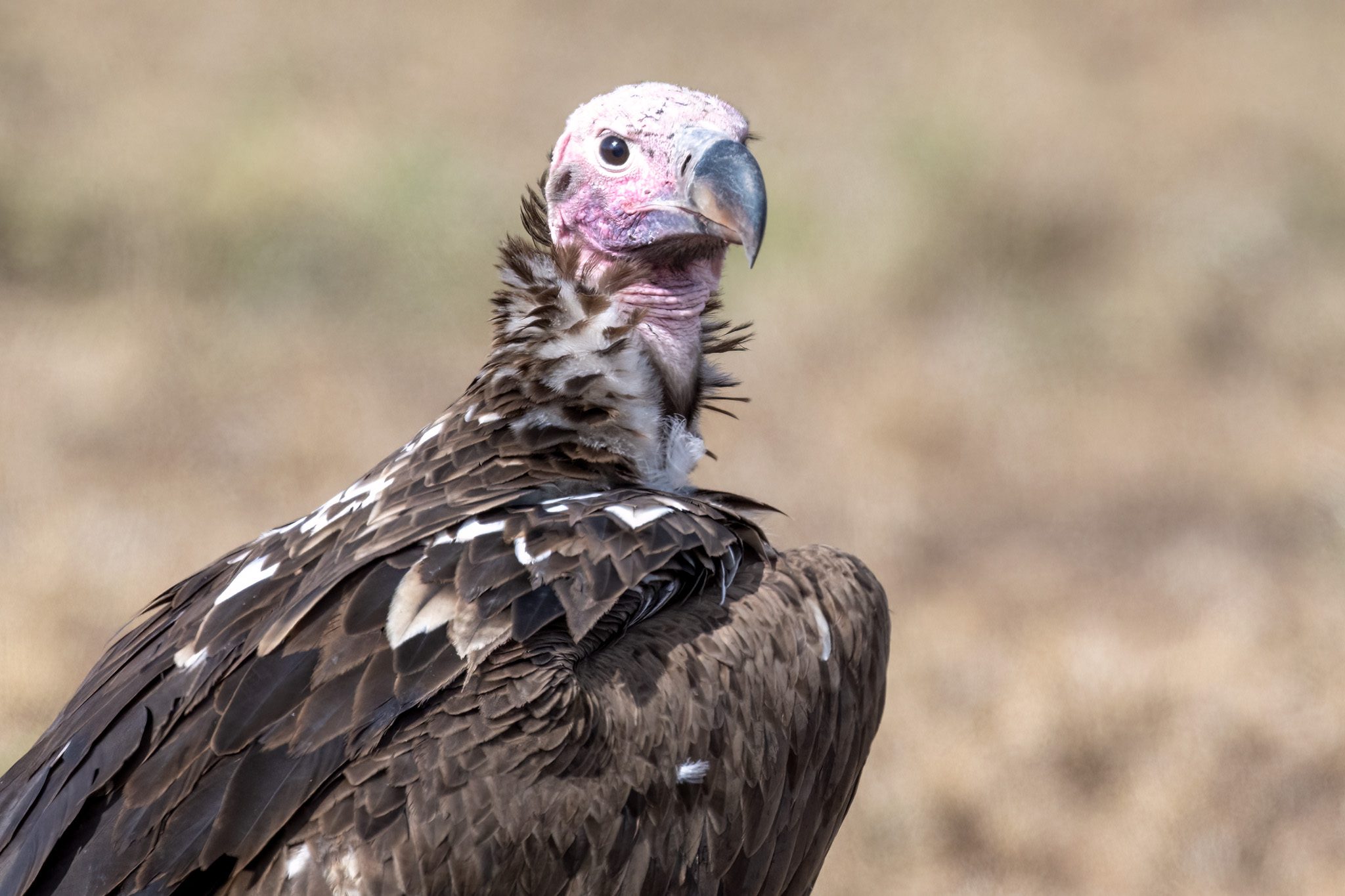 Hooded Vulture