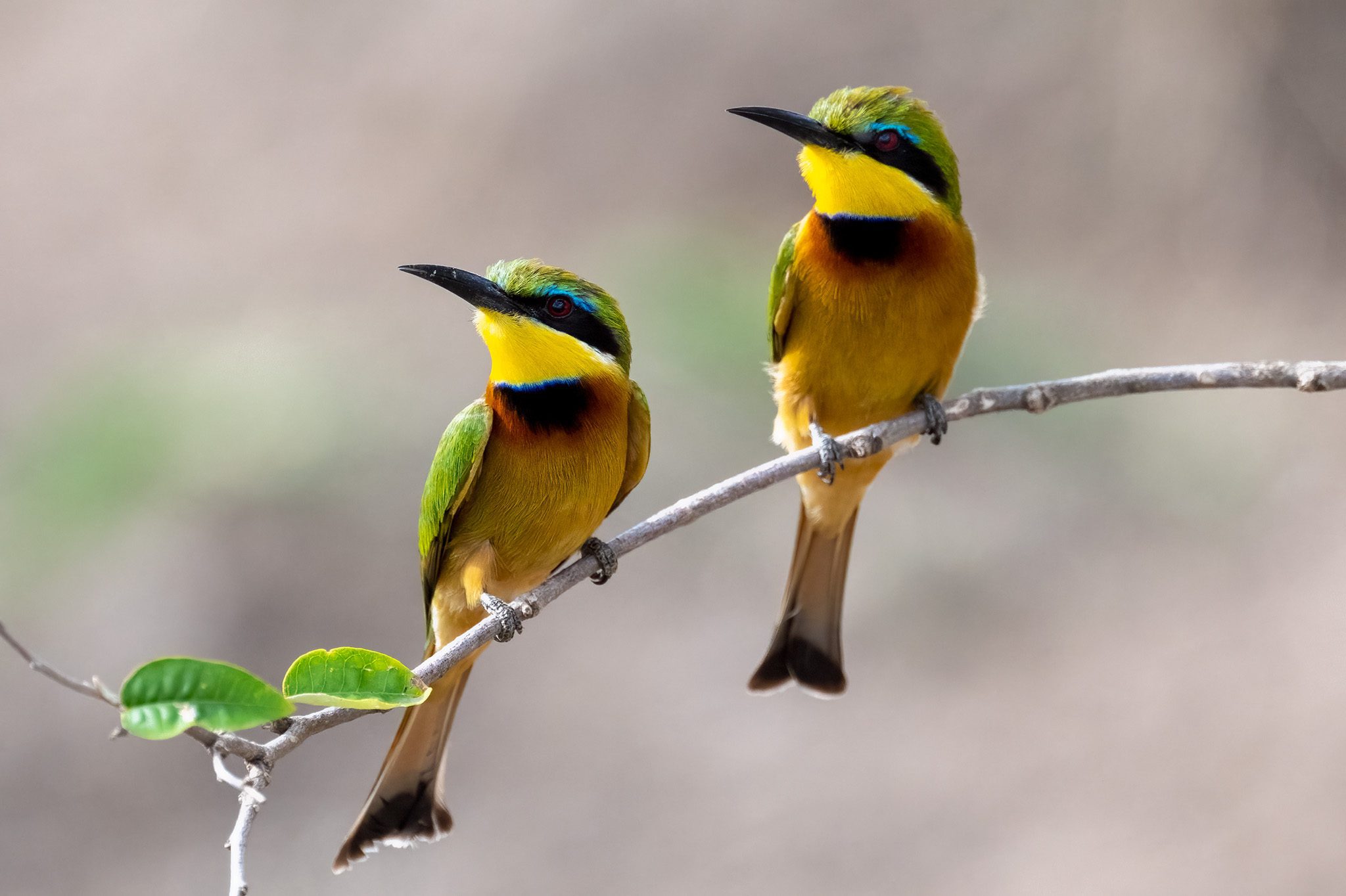 Little Bee Eater