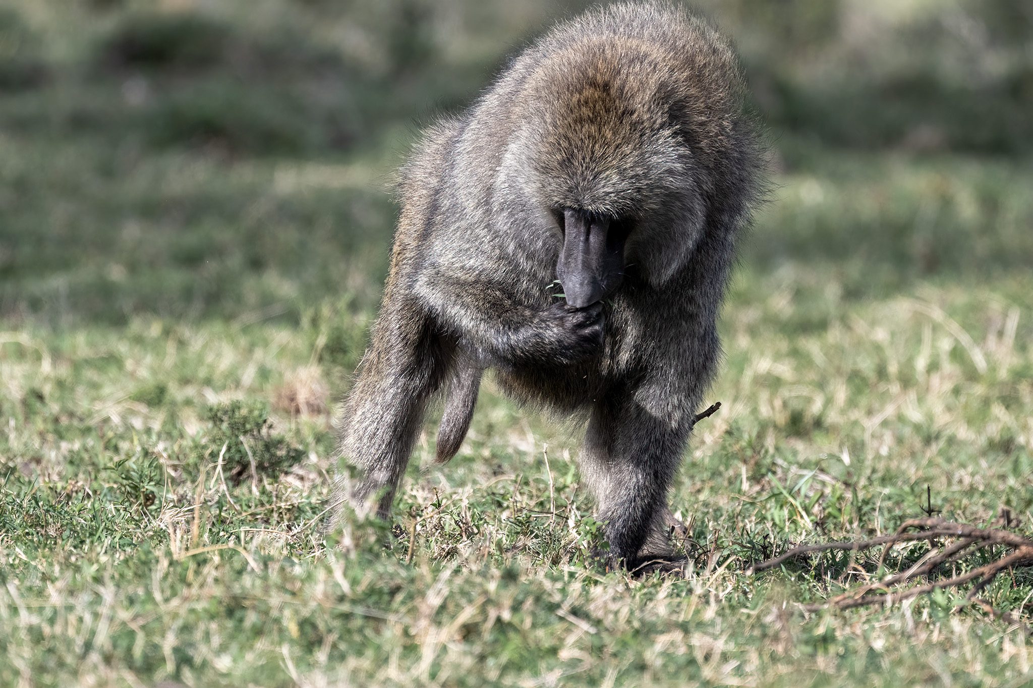 Olive Baboon