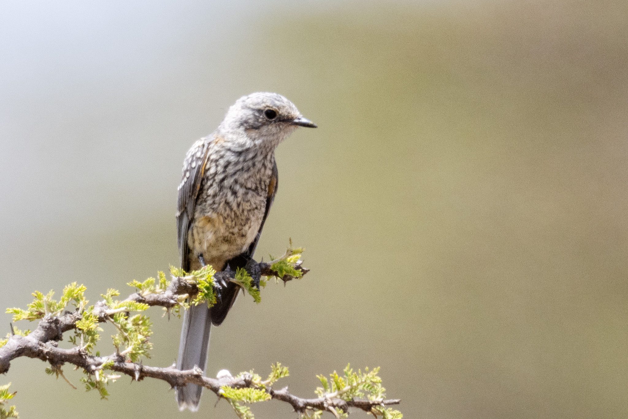 Spotted Nutcracker