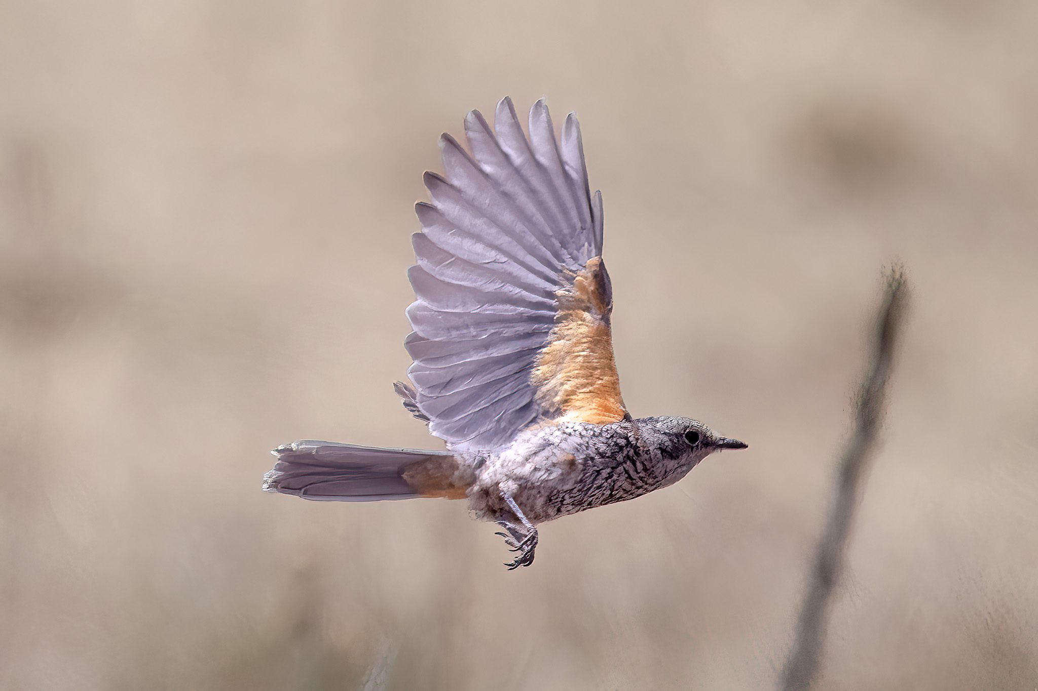 Spotted Nutcracker