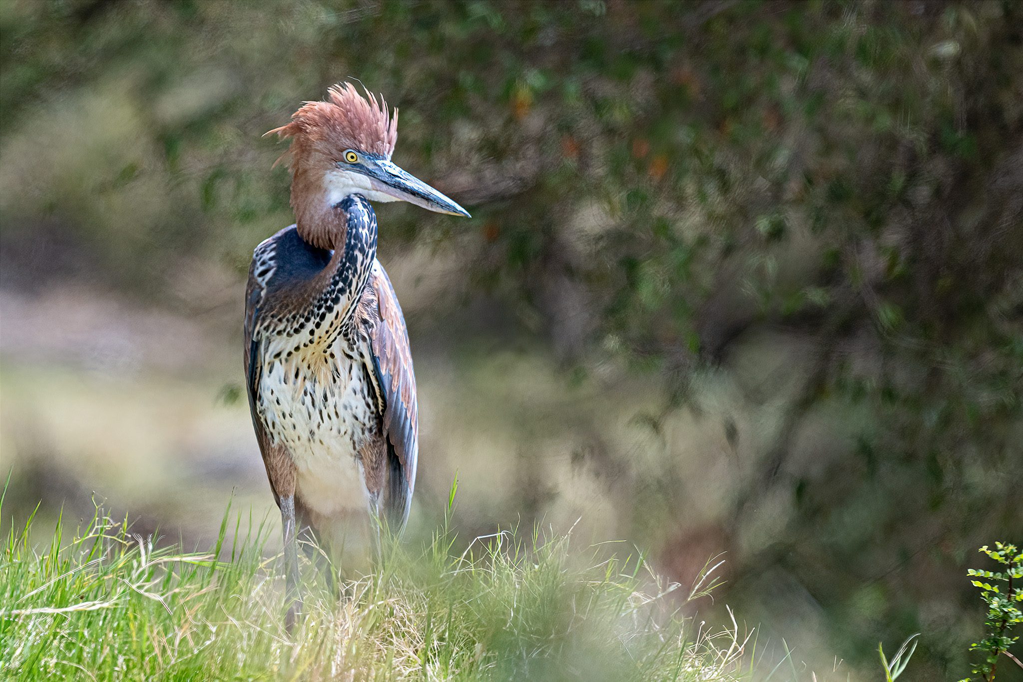 Goliath Heron