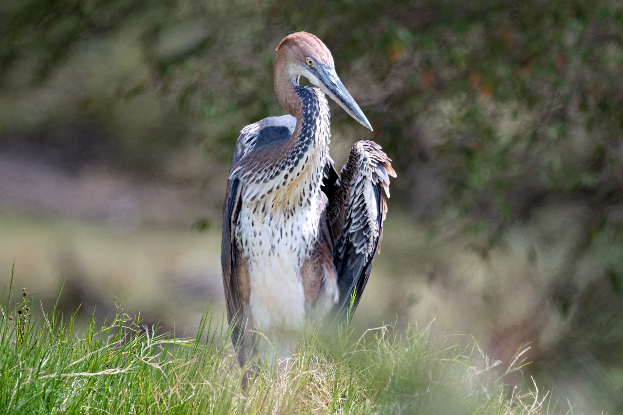 Goliath Heron