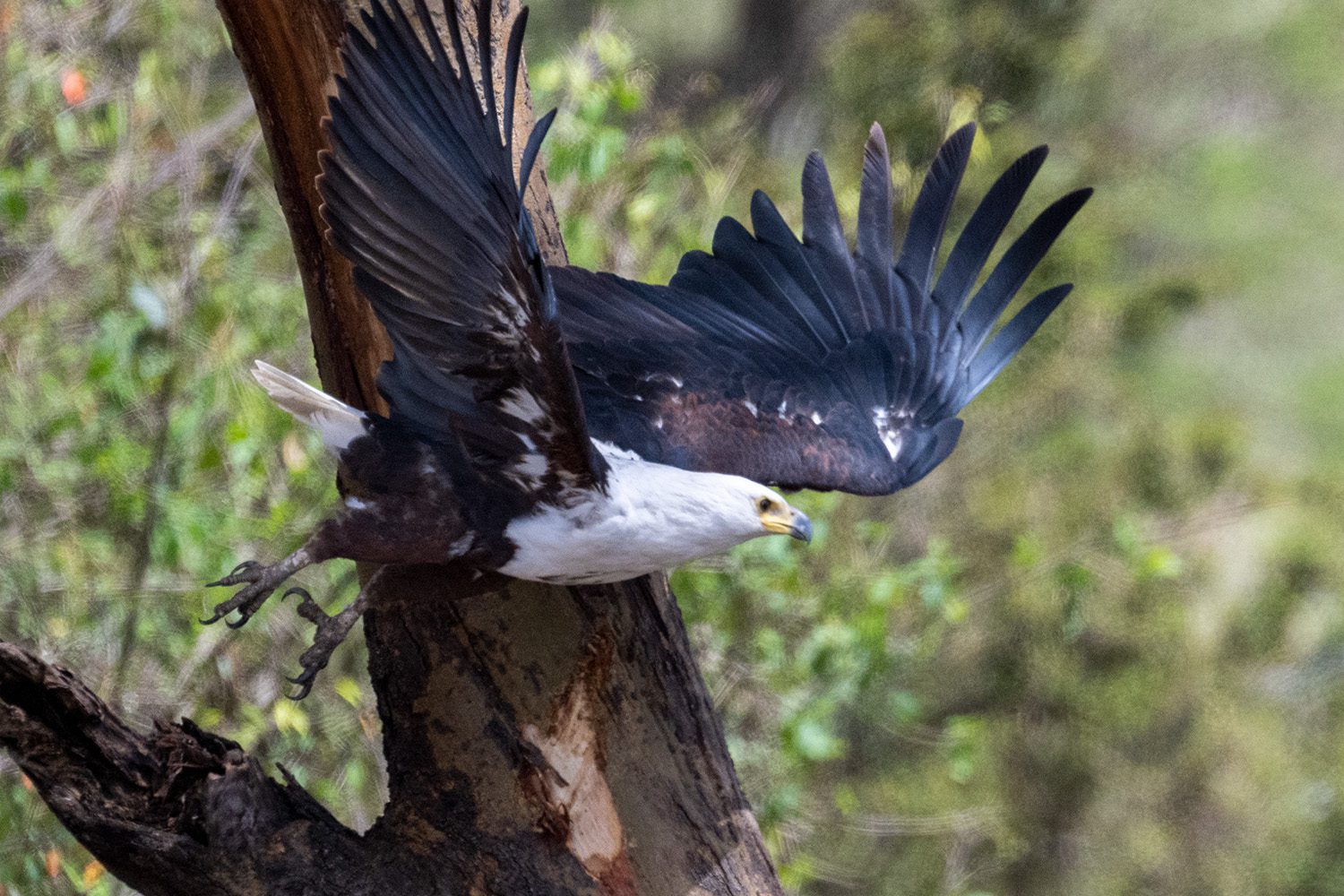 African Fish Eagle