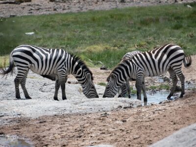 Zebras drinking water