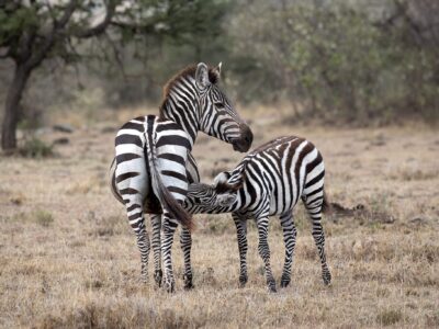Zebra with calf
