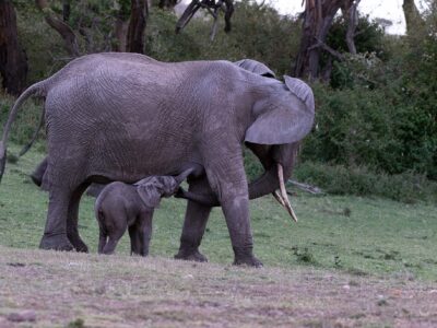 Elephant with its new born