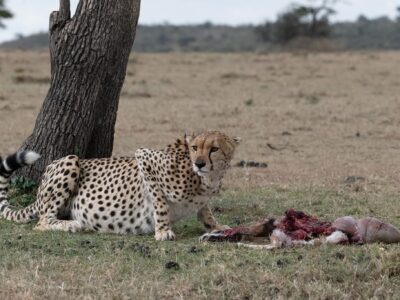 Cheetah with Kill