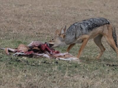 Black- backed Jackal with the left-over kill