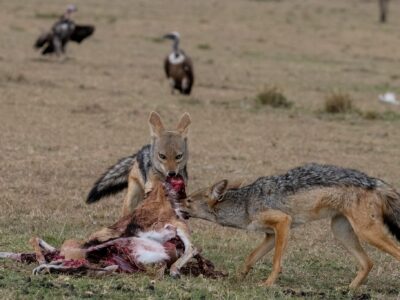 Black- backed Jackals with the left-over kill
