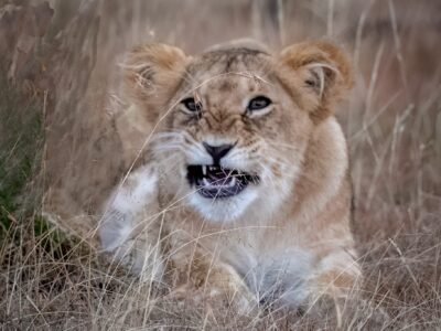 Lion Cub- Llkusiusiu Pride