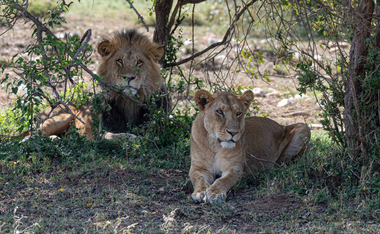 Lion couple