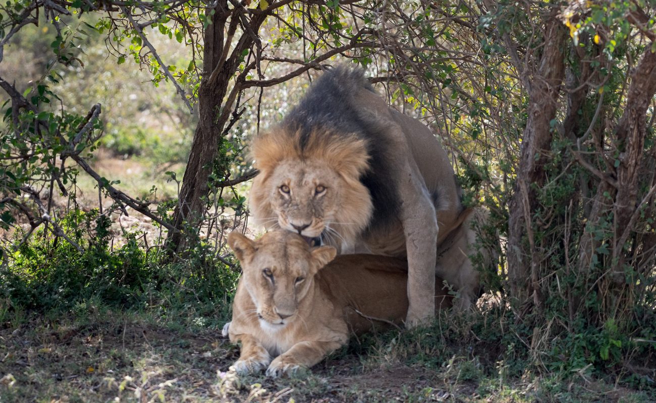 Mating Lions