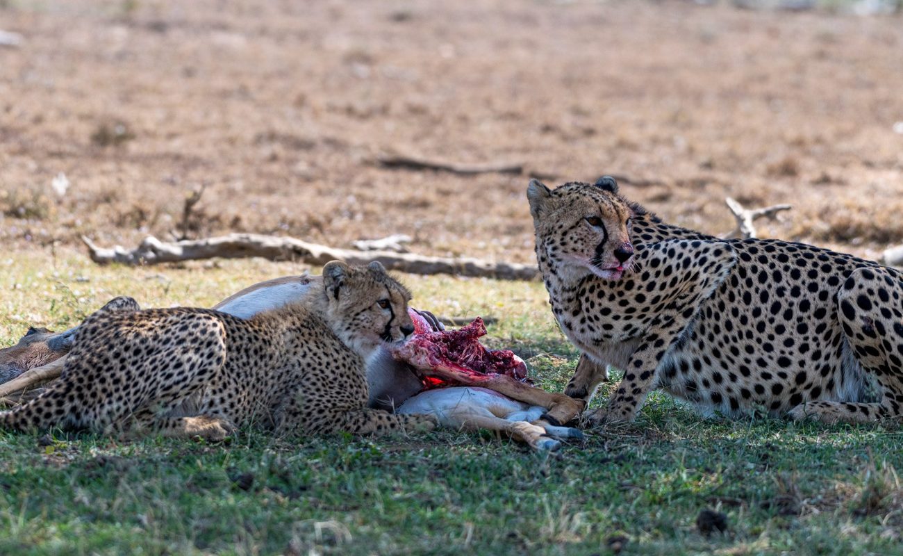 Cheetah and cub with the kill