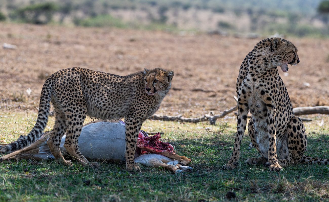 Cheetah and cub with the kill