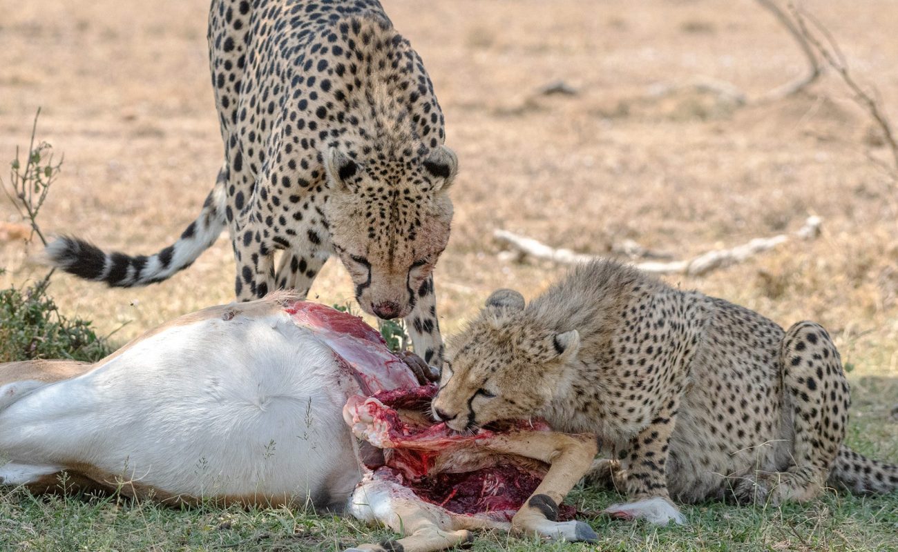 Cheetah and cub with the kill