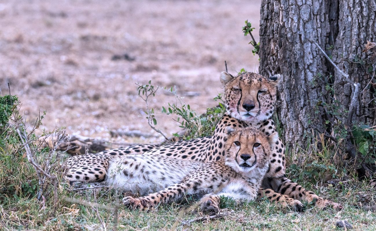 Cheetah and cub with the kill