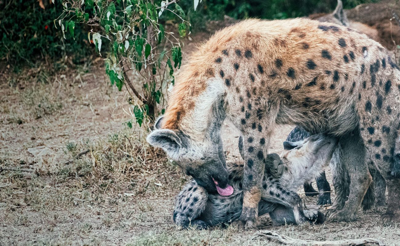 Hyena with cubs