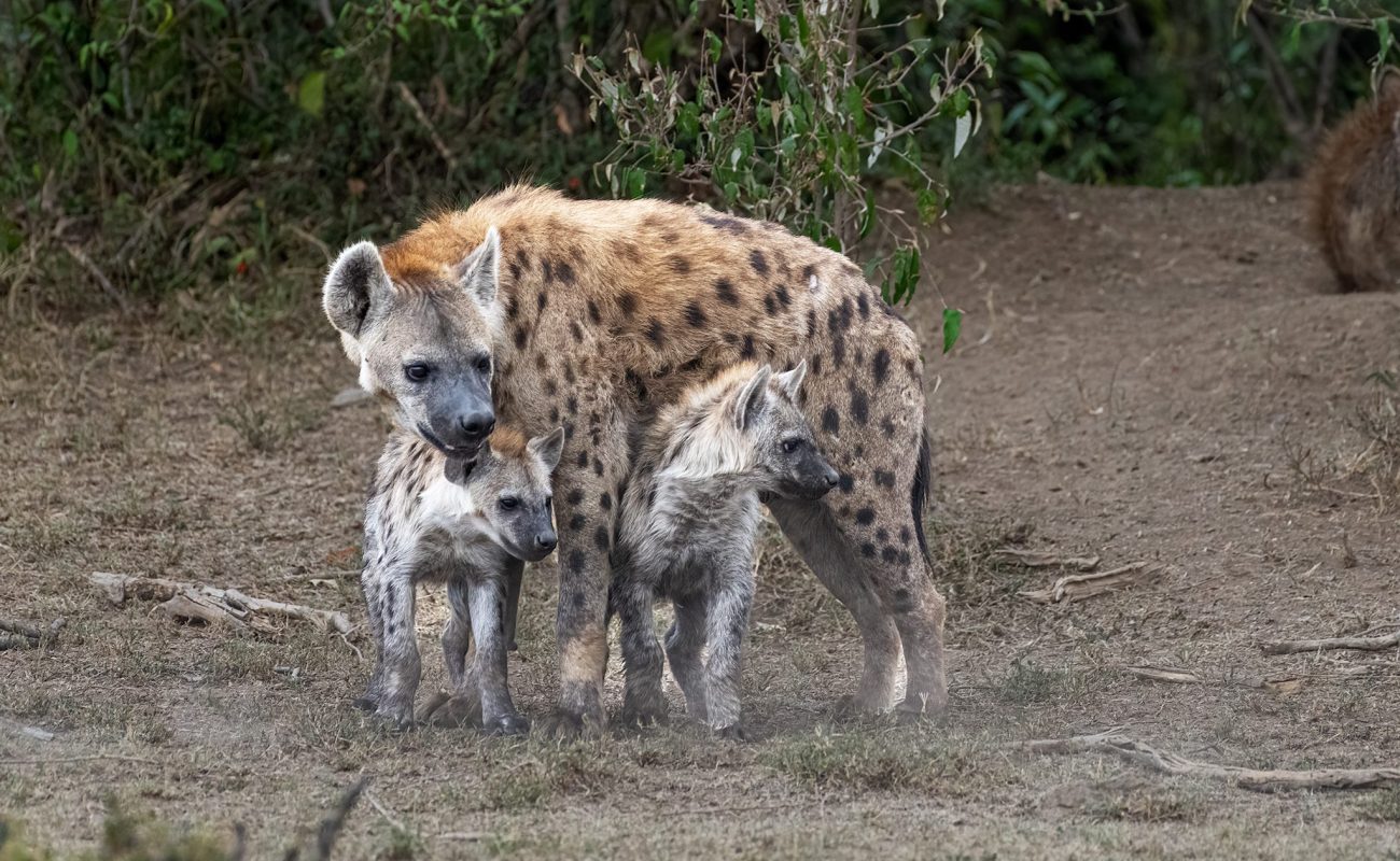 Hyena with cubs