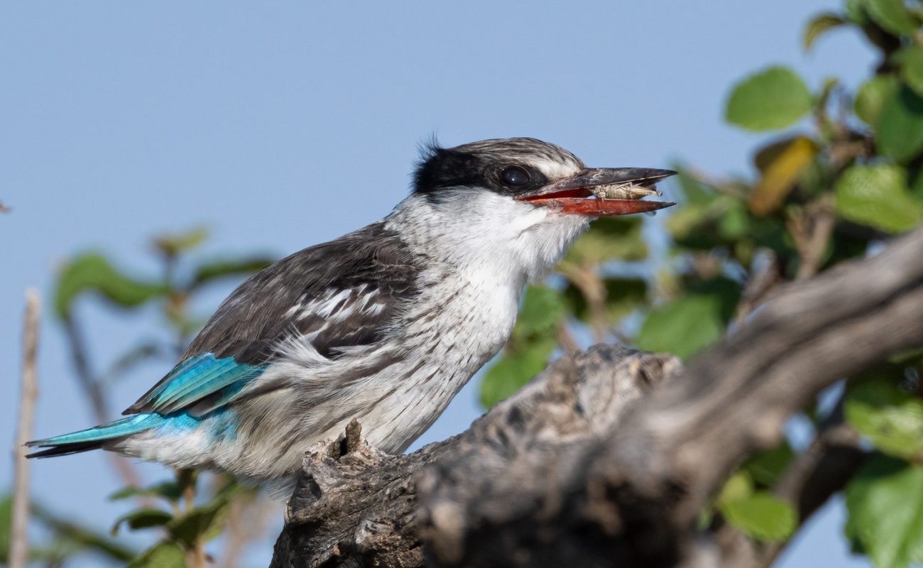 Striped Kingfisher