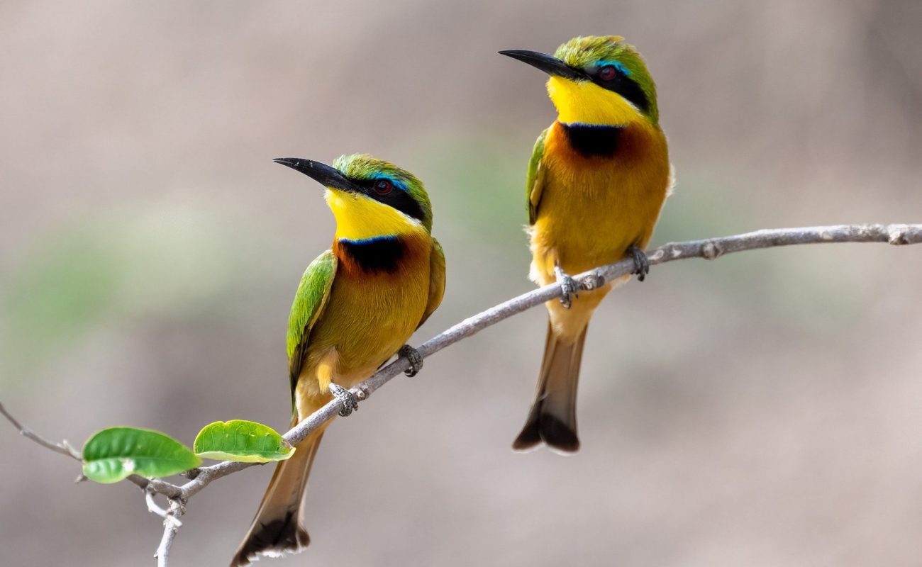Little Bee Eater