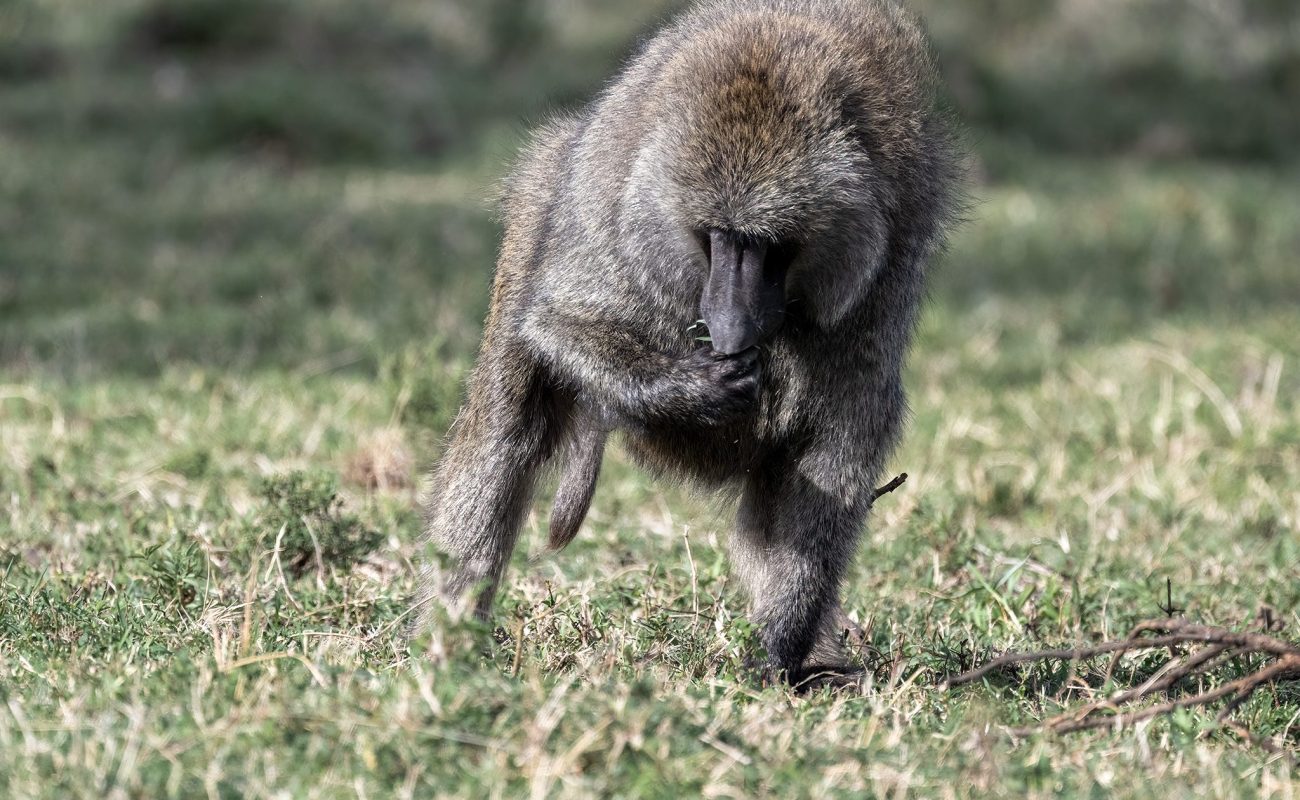 Olive Baboon
